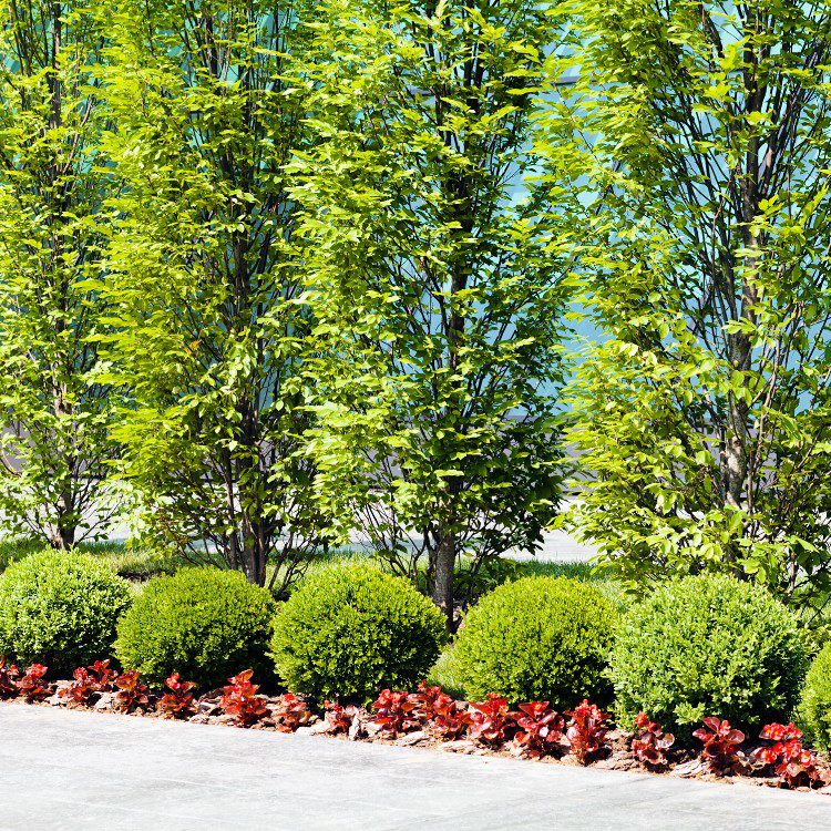 Landscaping Services in Kannapolis, NC